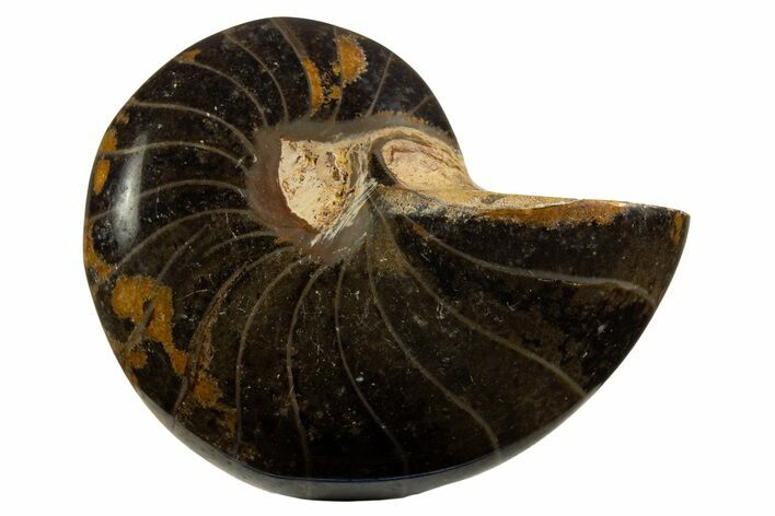 Polished Fossil Nautilus (Cymatoceras) - Unusual Black Color! #329246